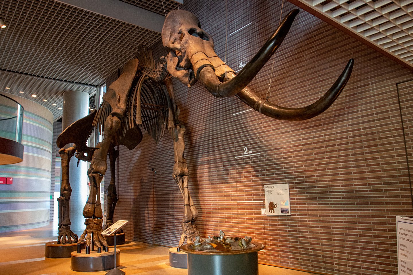 🦖 이바라키 자연사 박물관(뮤지엄파크 이바라키켄 시젠하쿠부츠칸) 이미지 7